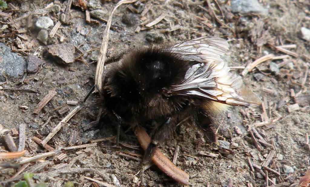 Bombus (Alpigenobombus) wurflenii  (cfr.), operaia